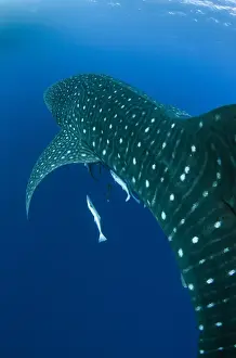 Images Dated 10th August 2015: Whale Shark (Rhincodon typus) Cenderawasih Bay West Papua Indonesia