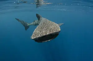 Images Dated 10th August 2015: Whale Shark (Rhincodon typus) Cenderawasih Bay West Papua Indonesia