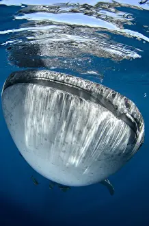 Images Dated 10th August 2015: Whale Shark (Rhincodon typus) Cenderawasih Bay West Papua Indonesia