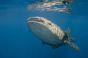 Whale Shark (Rhincodon typus) Cenderawasih Bay West Papua Indonesia
