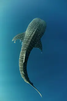 Fish Prints: Whale Shark (Rhincodon typus) Cenderawasih Bay West Papua Indonesia