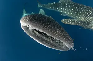 Images Dated 11th August 2015: Whale Shark (Rhincodon typus) Cenderawasih Bay West Papua Indonesia