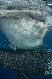 Images Dated 11th August 2015: Whale Shark (Rhincodon typus) Cenderawasih Bay West Papua Indonesia