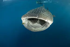 Images Dated 12th August 2015: Whale Shark (Rhincodon typus) Cenderawasih Bay West Papua Indonesia