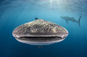 Images Dated 12th August 2015: Whale Shark (Rhincodon typus) Cenderawasih Bay West Papua Indonesia