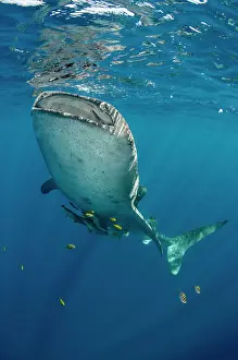 Fish Prints: Whale Shark (Rhincodon typus) Cenderawasih Bay West Papua Indonesia