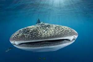 Images Dated 12th August 2015: Whale Shark (Rhincodon typus) Cenderawasih Bay West Papua Indonesia