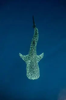 Images Dated 11th August 2015: Whale Shark (Rhincodon typus) Cenderawasih Bay West Papua Indonesia