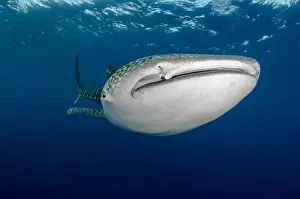 Images Dated 10th August 2015: Whale Shark (Rhincodon typus) Cenderawasih Bay West Papua Indonesia