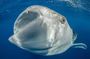 Whale Shark (Rhincodon typus) Cenderawasih Bay West Papua Indonesia