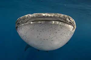 Images Dated 10th August 2015: Whale Shark (Rhincodon typus) Cenderawasih Bay West Papua Indonesia