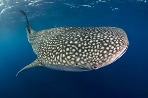 Images Dated 10th August 2015: Whale Shark (Rhincodon typus) Cenderawasih Bay West Papua Indonesia