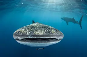 Images Dated 12th August 2015: Whale Shark (Rhincodon typus) Cenderawasih Bay West Papua Indonesia