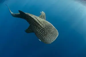 Images Dated 11th August 2015: Whale Shark (Rhincodon typus) Cenderawasih Bay West Papua Indonesia