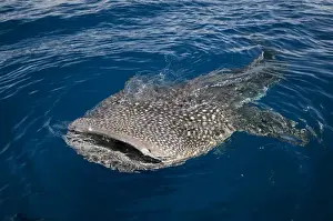 Images Dated 11th August 2015: Whale Shark (Rhincodon typus) Cenderawasih Bay West Papua Indonesia