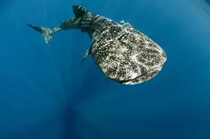 Images Dated 11th August 2015: Whale Shark (Rhincodon typus) Cenderawasih Bay West Papua Indonesia