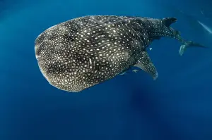 Images Dated 11th August 2015: Whale Shark (Rhincodon typus) Cenderawasih Bay West Papua Indonesia