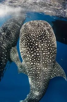 Images Dated 11th August 2015: Whale Shark (Rhincodon typus) feeding at Bagan (floating fishing platform) Cenderawasih