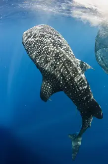 Images Dated 11th August 2015: Whale Shark (Rhincodon typus) feeding at Bagan (floating fishing platform) Cenderawasih
