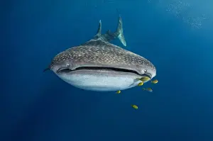 Images Dated 11th August 2015: Whale Shark (Rhincodon typus) & Golden Trevally (Gnathanodon speciosus)