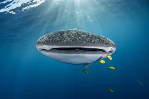 Images Dated 12th August 2015: Whale Shark (Rhincodon typus) & Golden Trevally (Gnathanodon speciosus)