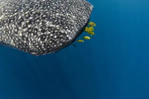 Images Dated 10th August 2015: Whale Shark (Rhincodon typus) & Golden Trevally (Gnathanodon speciosus) Cenderawasih Bay