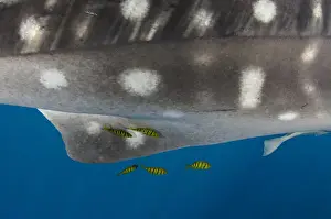 Whale Shark (Rhincodon typus) & Golden Trevally (Gnathanodon speciosus) Cenderawasih Bay