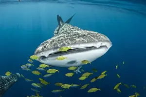 Images Dated 12th August 2015: Whale Shark (Rhincodon typus) & Golden Trevally (Gnathanodon speciosus) Cenderawasih Bay