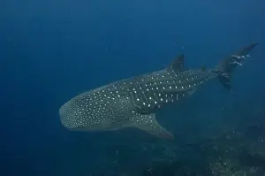 Whale Shark (Rhincodon typus) Off of Wolf Island GALAPAGOS ISLANDS
