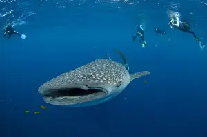 Images Dated 10th August 2015: Whale Shark (Rhincodon typus) & people Cenderawasih Bay West Papua Indonesia