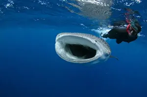 Images Dated 10th August 2015: Whale Shark (Rhincodon typus) & tourist Cenderawasih Bay West Papua Indonesia