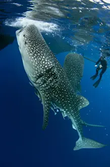Images Dated 10th August 2015: Whale Shark (Rhincodon typus) & tourist Cenderawasih Bay West Papua Indonesia