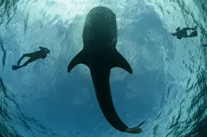 Whale Shark (Rhincodon typus) & tourist Cenderawasih Bay West Papua Indonesia