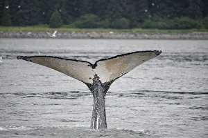 Whale Prints: This whale shows off its unusually light colored fluke near Point Adolphus, Alaska