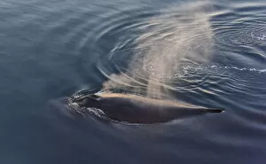 Whale in South Atlantic Ocean, Antarctica