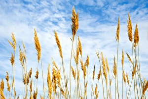Blowing Prints: Wheat blowing in the wind