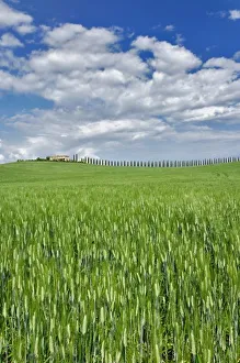 Wheat field and drive lined by stately cypress trees, Tuscany, Italy