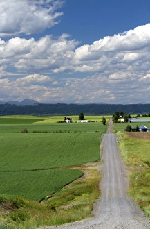 Images Dated 22nd July 2011: Wheat field and rural road near Ashton, Idaho, USA