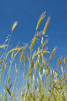 Images Dated 29th May 2010: Wheat field, Siena province, Tuscany, Italy