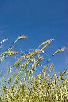 Images Dated 29th May 2010: Wheat field, Siena province, Tuscany, Italy