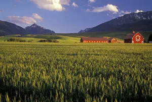 Images Dated 25th August 2005: Wheat field in the Wallowa Valley, Just outside of Joseph, Wallowa County, OR, USA. NR