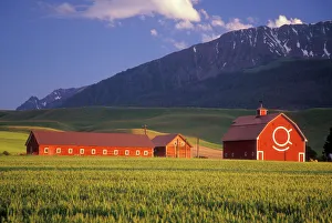 Wheat Prints: Wheat field in the Wallowa Valley, Just outside of Joseph, Wallowa County, OR, USA. NR