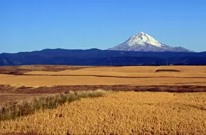 Images Dated 23rd May 2007: Wheat fields with Mt. Hood in background, Oregon