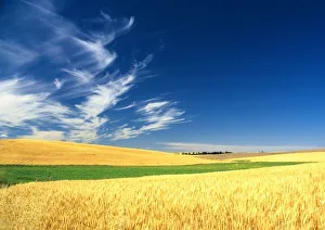 Wheat harvest on the Palouse in Eastern Washington