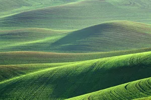 Barley Prints: Wheat springs up in the hills of the Palouse Country near Kendrick, Idaho