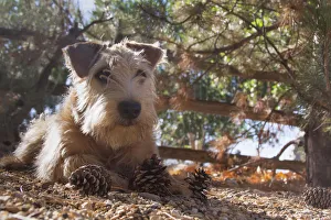 Gravel Prints: Wheaten Terrier with pine cones (PR)