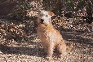 Path Prints: Wheaten Terrier sitting (PR)