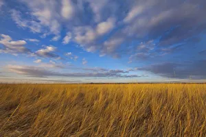 Horizon Over Land Prints: Wheatgrass and dramatic skies at Freezeout Lake WMA, Fairfield, Montana, USA