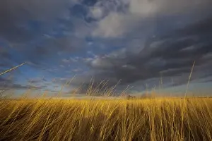 Wheatgrass and dramatic skies at Freezeout Lake WMA near Fairfield, Montana, USA