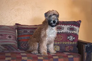 Terrier Prints: Wheaton terrier puppy sitting on couch (PR)